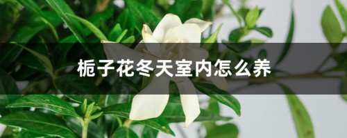 栀子花冬天室内怎么养