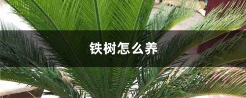 铁树怎么养