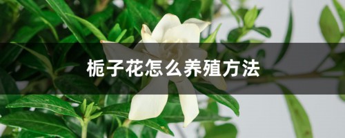 栀子花怎么养殖方法