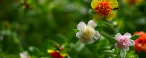 弗朗花和太阳花区别