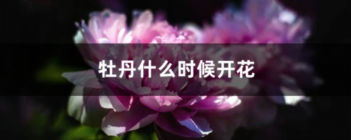 牡丹什么时候开花