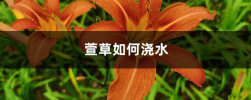 萱草如何浇水